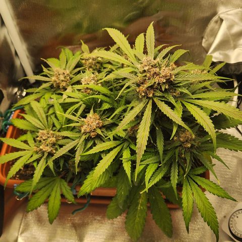 Lemon Pie Auto growlog timeline photo
