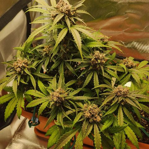 Lemon Pie Auto growlog timeline photo