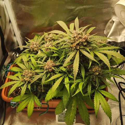 Lemon Pie Auto growlog timeline photo