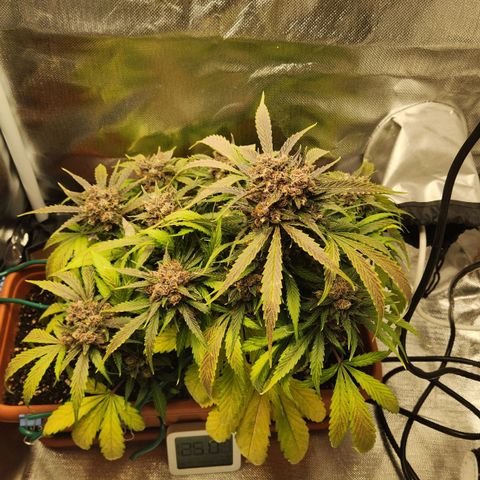 Lemon Pie Auto growlog timeline photo