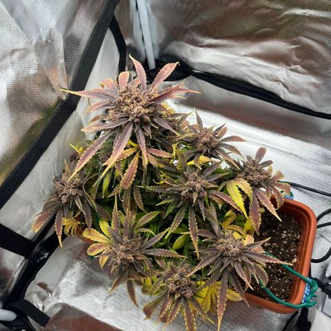 Lemon Pie Auto growlog timeline photo