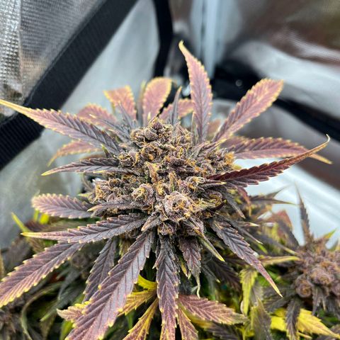 Lemon Pie Auto growlog timeline photo