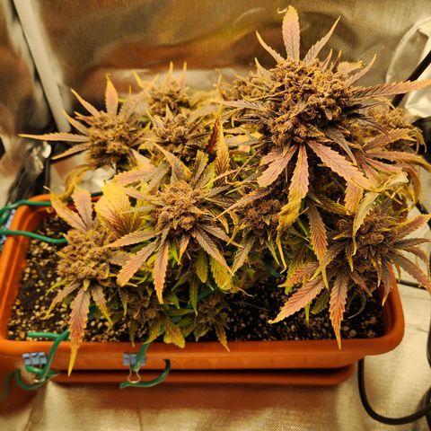 Lemon Pie Auto growlog timeline photo