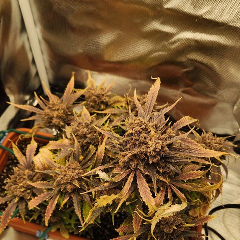 Lemon Pie Auto growlog timeline photo