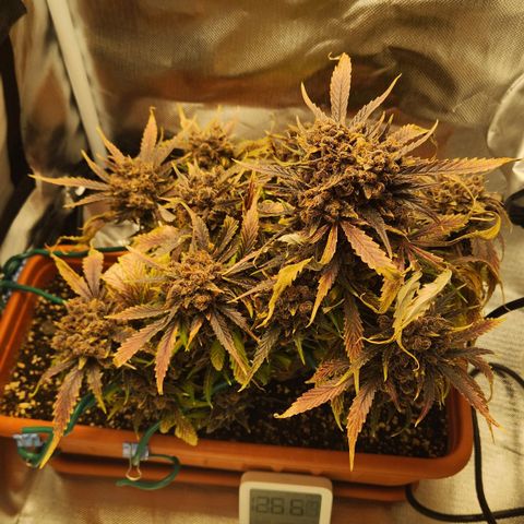Lemon Pie Auto growlog timeline photo