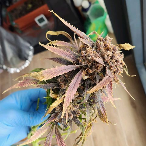 Lemon Pie Auto growlog timeline photo