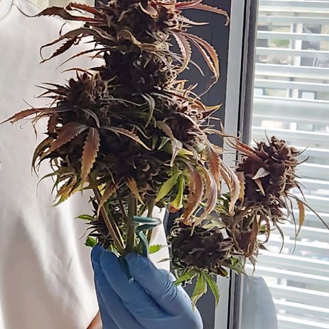 Lemon Pie Auto growlog timeline photo