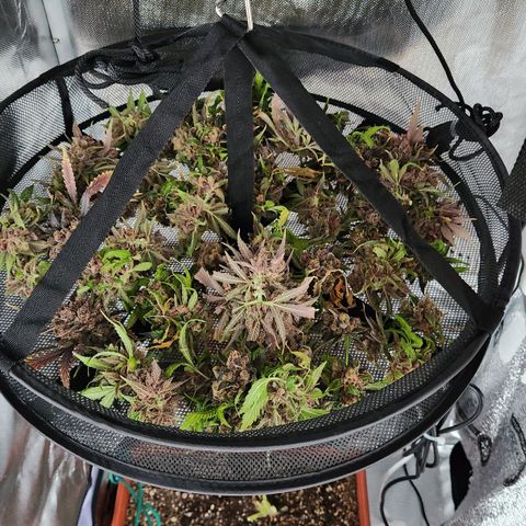 Lemon Pie Auto growlog timeline photo
