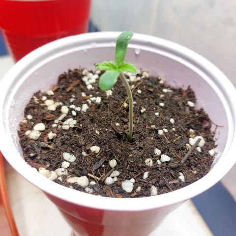 Victoria growlog photo: Creciendo Rápidamente.