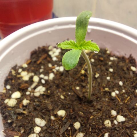 Victoria growlog photo: Creciendo Rápidamente.