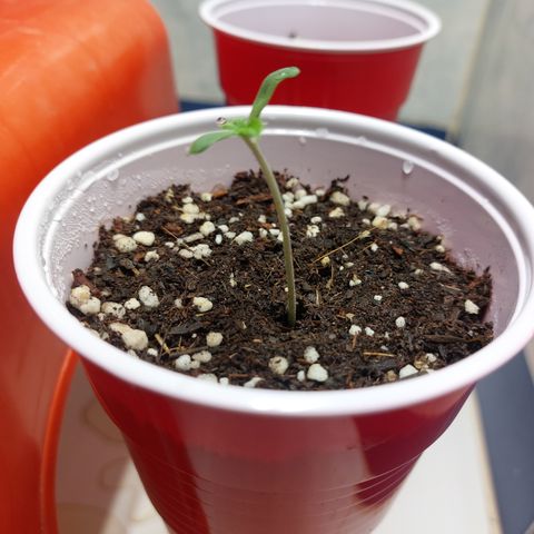 Victoria growlog photo: Creciendo Rápidamente.