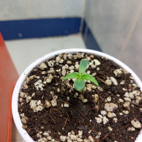 Victoria growlog photo: Hoy le complete el sustrato al envase. Ahora a esperar que entre en vegetación para trasplantar a su maceta definitiva.