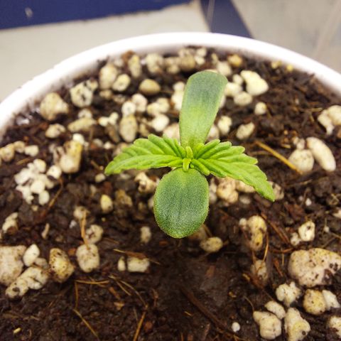 Victoria growlog photo: Hoy le complete el sustrato al envase. Ahora a esperar que entre en vegetación para trasplantar a su maceta definitiva.