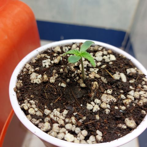 Victoria growlog photo: Hoy le complete el sustrato al envase. Ahora a esperar que entre en vegetación para trasplantar a su maceta definitiva.