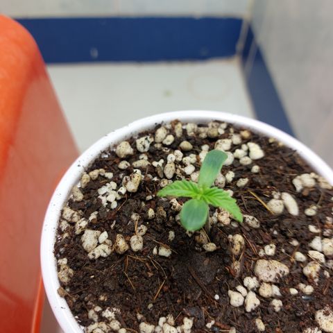 Victoria growlog photo: Hoy le complete el sustrato al envase. Ahora a esperar que entre en vegetación para trasplantar a su maceta definitiva.
