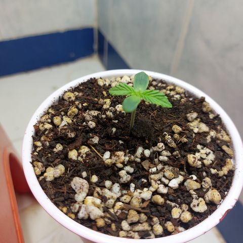 Victoria growlog photo: Vamos que vamos.
