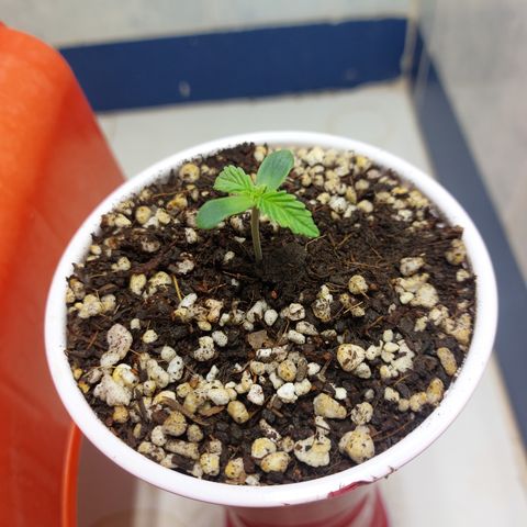 Victoria growlog photo: Vamos que vamos.