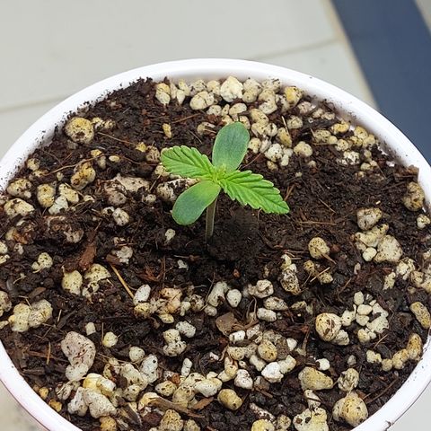Victoria growlog timeline photo