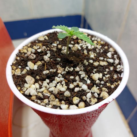 Victoria growlog photo: La veo fuerte. Buena pinta.