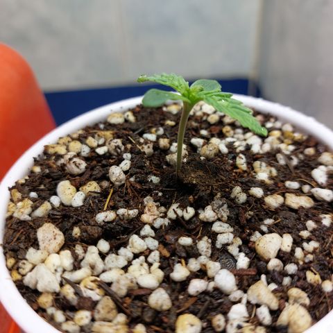 Victoria growlog photo: La veo fuerte. Buena pinta.