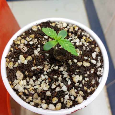 Victoria growlog photo: La veo fuerte. Buena pinta.