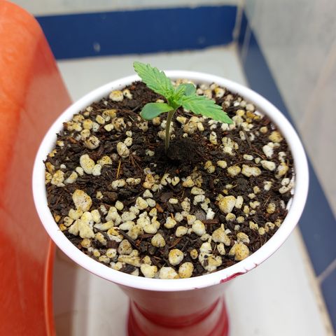 Victoria growlog photo: Cada vez que vengo a verla se ve más grande esta niña.