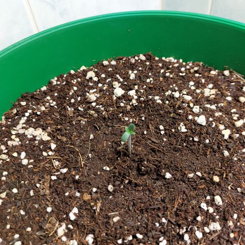 Sasha growlog photo: Ya toda una hermosa Plantula.