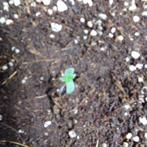 Sasha growlog photo: Ya toda una hermosa Plantula.