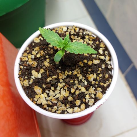 Victoria growlog photo: Poderosa y hermosa.