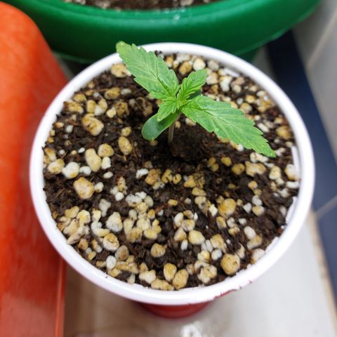 Victoria growlog timeline photo