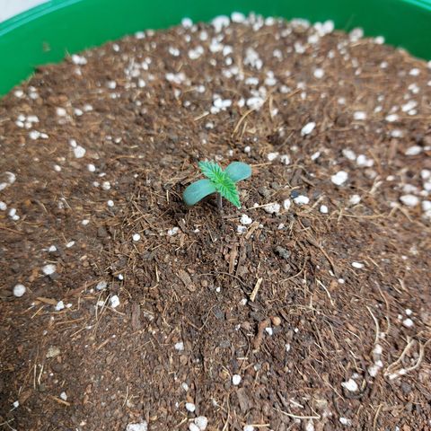 Sasha growlog photo: Hoy se le completó el sustrato a la maceta. Y le quitaré la protección de invernadero.