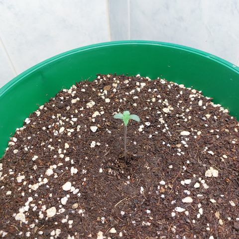 Sasha growlog photo: Hoy se le completó el sustrato a la maceta. Y le quitaré la protección de invernadero.