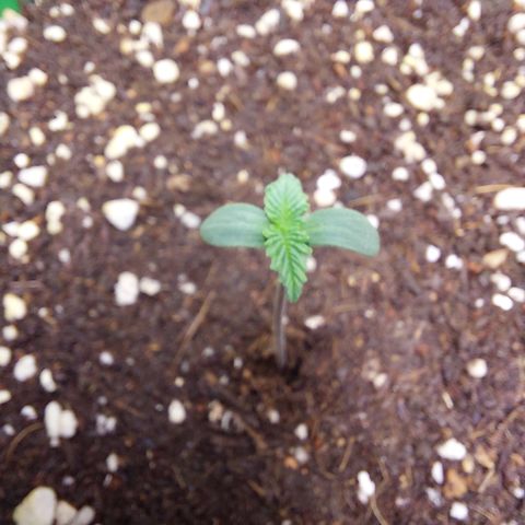 Sasha growlog photo: Hoy se le completó el sustrato a la maceta. Y le quitaré la protección de invernadero.