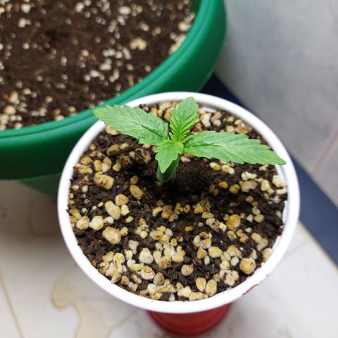 Victoria growlog photo: Super hermosa. Progresando cada día.