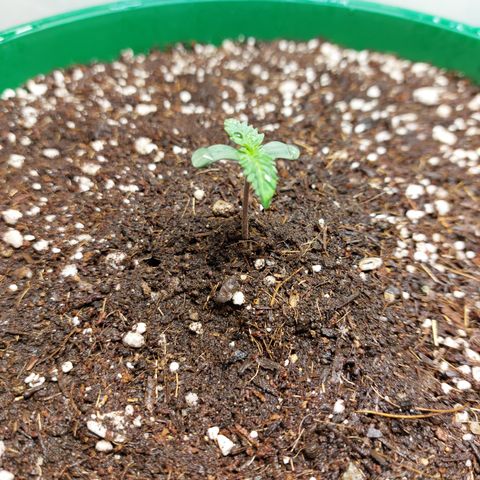 Sasha growlog photo: Aún es una niña chiquita.