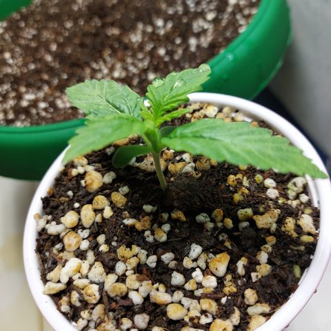 Victoria growlog photo: Ya se ven nuevos brotes.