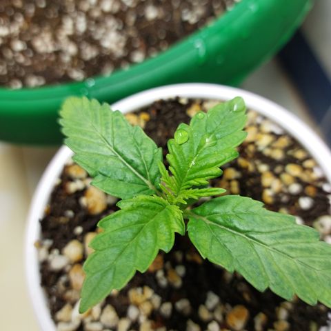 Victoria growlog photo: Ya se ven nuevos brotes.