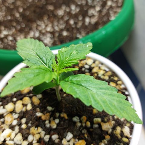 Victoria growlog photo: Ya se ven nuevos brotes.