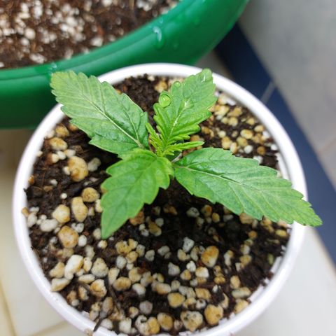 Victoria growlog photo: Ya se ven nuevos brotes.