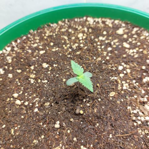 Sasha growlog photo: En progreso lento. Ya se le ven sus primeros brotecitos.