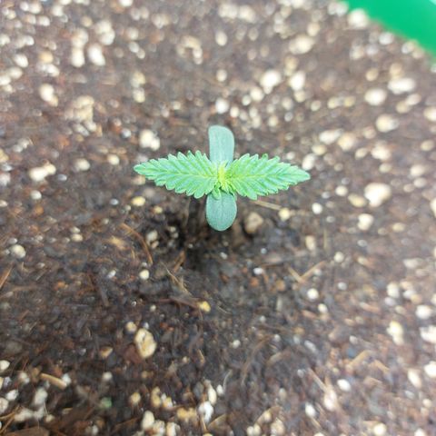 Sasha growlog photo: En progreso lento. Ya se le ven sus primeros brotecitos.