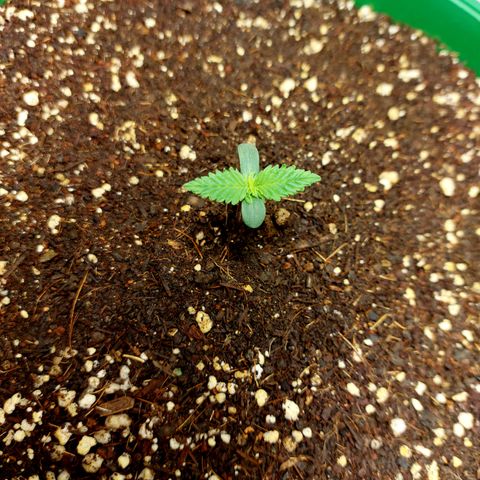 Sasha growlog photo: En progreso lento. Ya se le ven sus primeros brotecitos.