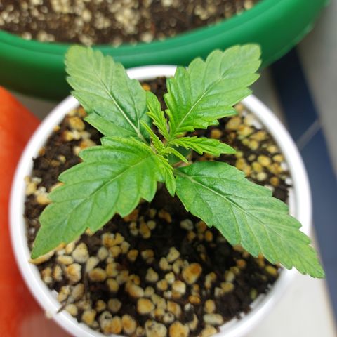 Victoria growlog photo: Una preciosa con buen progreso.