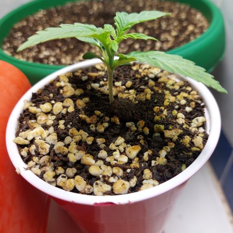 Victoria growlog photo: Una preciosa con buen progreso.