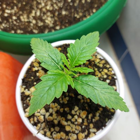 Victoria growlog photo: Una preciosa con buen progreso.