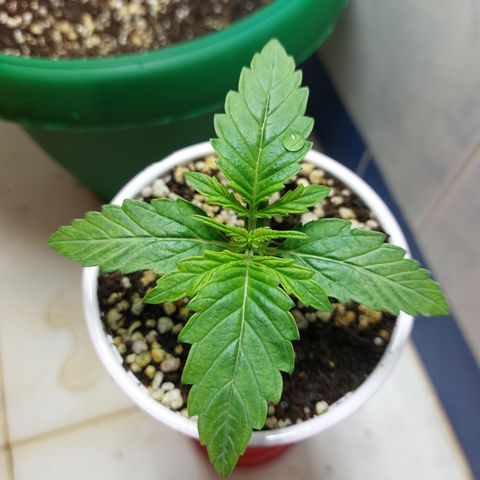 Victoria growlog timeline photo