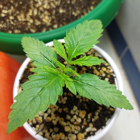 Victoria growlog timeline photo