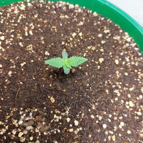 Sasha growlog timeline photo