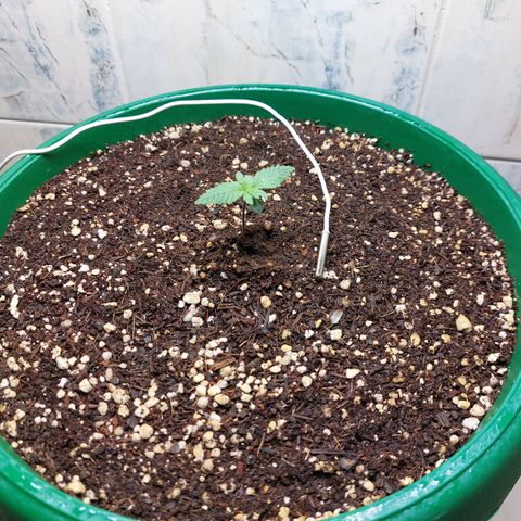 Sasha growlog photo: Hoy se cambió de indoor para hacerle una dedicación más completa y personalizada. Están saliendo nuevos brotes pero sigue pequeña.