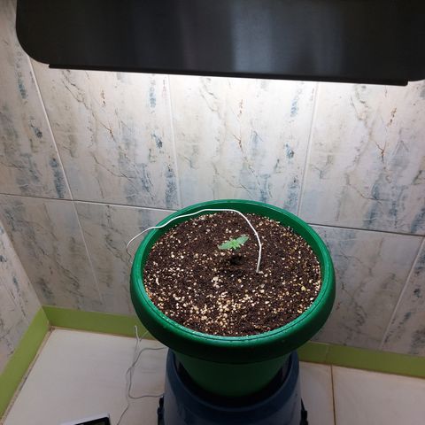 Sasha growlog photo: Hoy se cambió de indoor para hacerle una dedicación más completa y personalizada. Están saliendo nuevos brotes pero sigue pequeña.